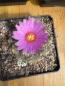Preview: Thelocactus buekii